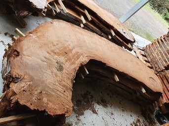 rare Kauri slab