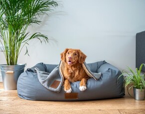 Pet Shampoo: Find the Perfect Lather for Your Furry Friend