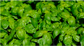 T1 Week 4 : Room 31 &amp; Room 7 at Garden to Table