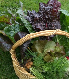 Nothing like fresh vegetables