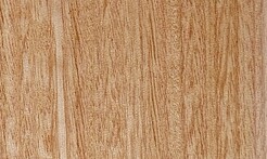 Rarefind Timber - Fastigata