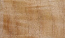 Rarefind Timber - Lombardy Poplar