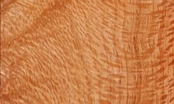 Rarefind Timber - Silly Oak