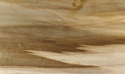 Rarefind Timber - Tulip Tree