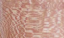 Rarefind Timber - London Plane