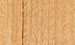 Rarefind Timber - Fastigata