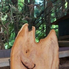 Pkt 1888-42-1  English Yew SCULP  Sculptural Element Jan_25