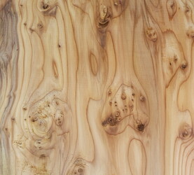 Rarefind Timber - Yew