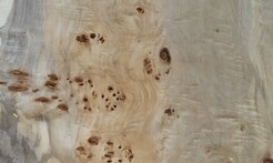 Rarefind Timber - Lombardy Poplar