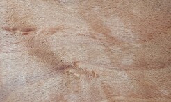 Rarefind Timber - European Beech