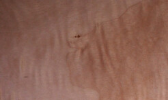 Rarefind Timber - Poplar