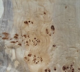 Rarefind Timber - Lombardy Poplar