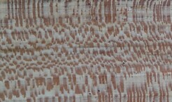 Rarefind Timber - London Plane