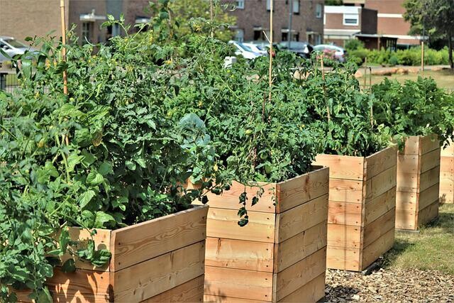 Garden plants in raised beds boxes.