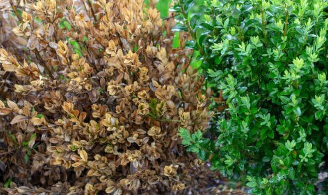 Buxus Blight