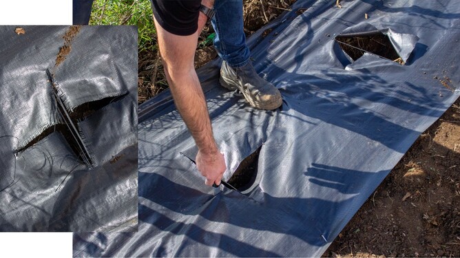 Cutting holes in the weed mat with a knife.