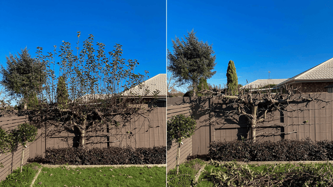 Before and after an espaliered tree.