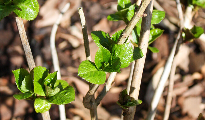 photo of new buds growing on the plant stems.