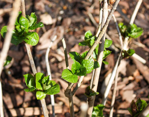 5 Spring Tree Care Tips