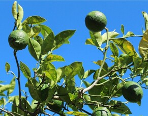 Ultimate Guide On Pruning Fruit Trees