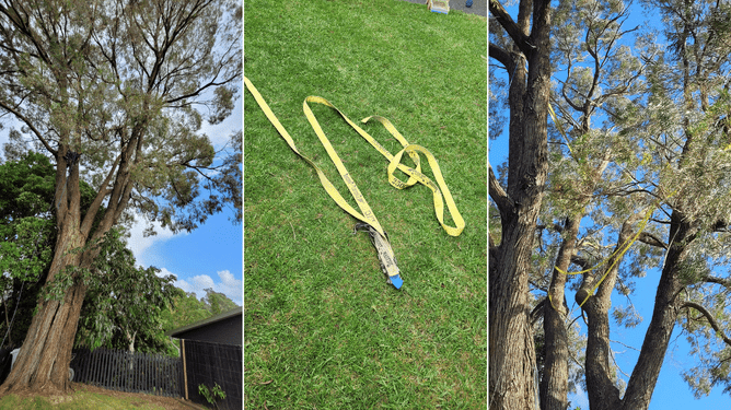 Damaged gum tree with ratchets holding the branches in place.