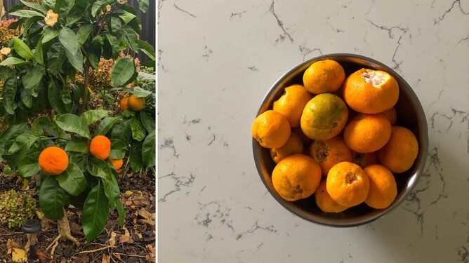 Citrus tree and mandarins
