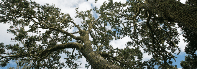 view of new zealand tree from below