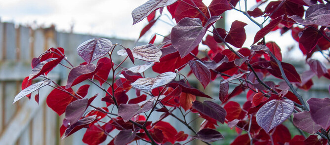 Image of a young tree.