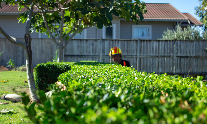 Arborist trimming a buxus hedge.