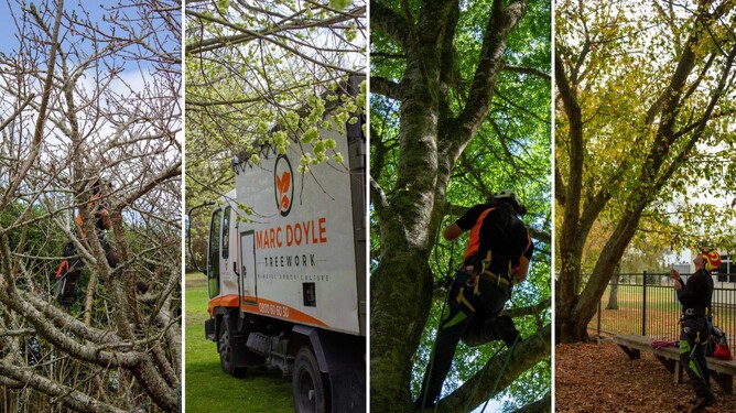 4 photos of the different seasons: winter, spring, summer and autumn.