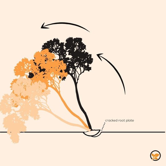 Image of a cracked root plate.