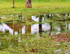 6 Simple Ways To Fix Poor Garden Drainage