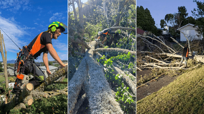 Arborists working on fallen/damaged trees due to a storm.