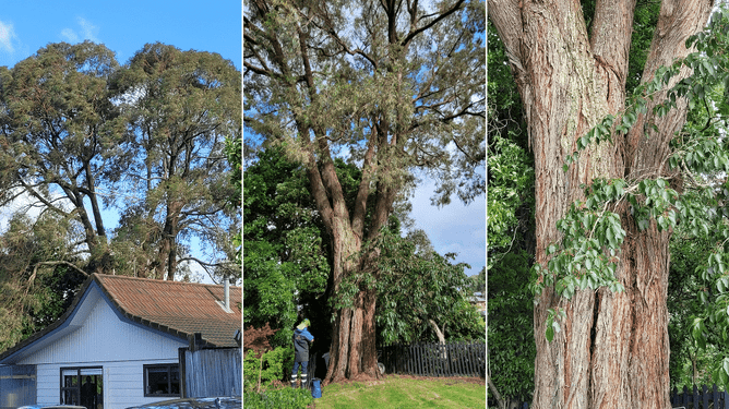Photos of gum tree damaged after a storm.