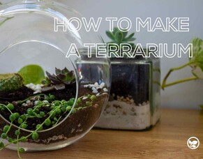 How To Make A Terrarium