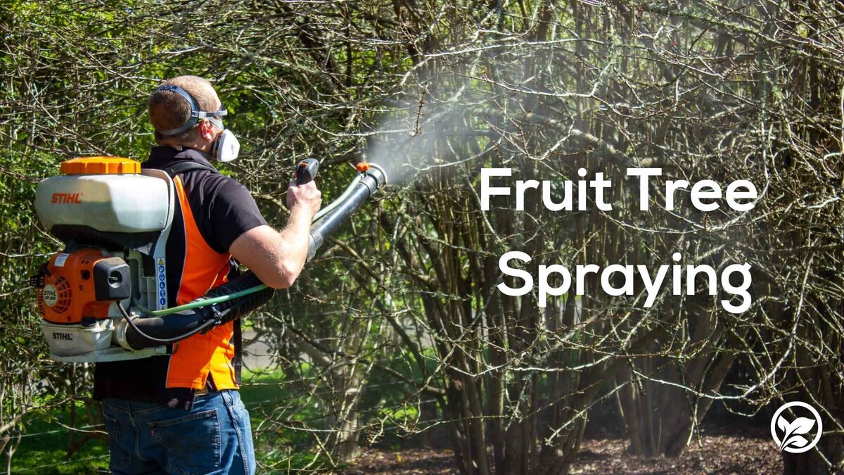 The Importance Of Spraying Fruit Trees In NZ Marc Doyle Treework