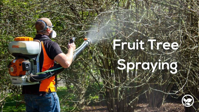 The Importance Of Spraying Fruit Trees In Nz Marc Doyle Treework