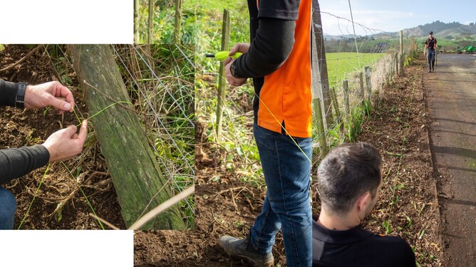 Arborist installing a string line from the fence.