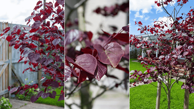 Photos of the forest pansy tree.