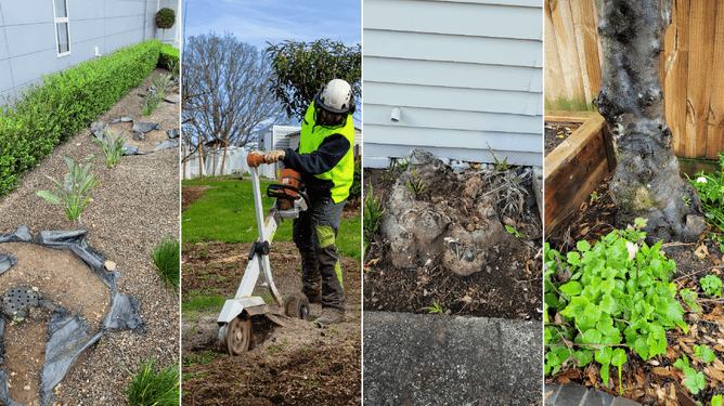 arborist using a stihl hand ginder and example of small stumps 