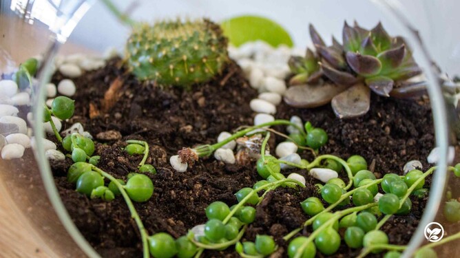 Photo of the inside of the terrarium.