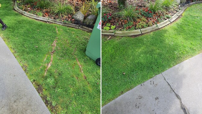 tree root damaging concrete infrustructure