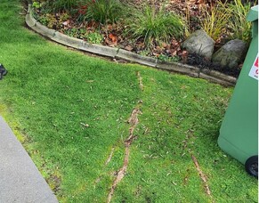 How To Solve Invasive Tree Roots