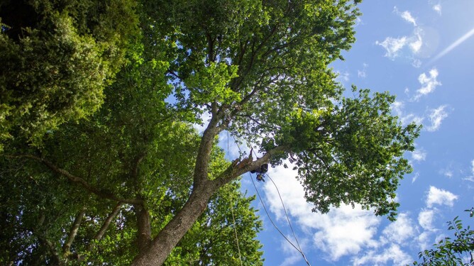 Arborist up a tree during summer.