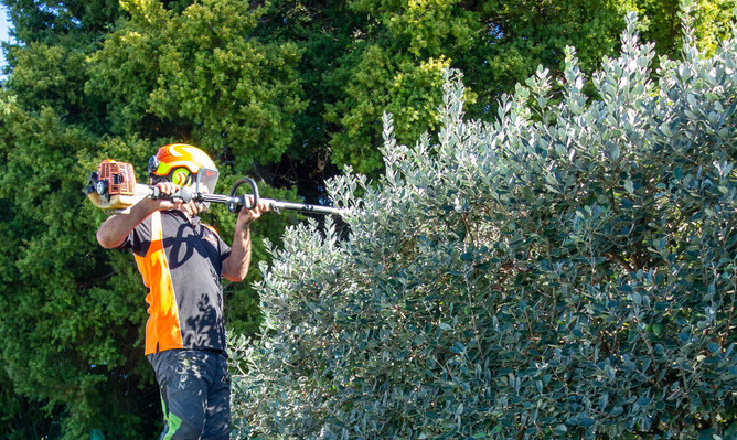 Arborist trimming a feijoa hedge/tree.