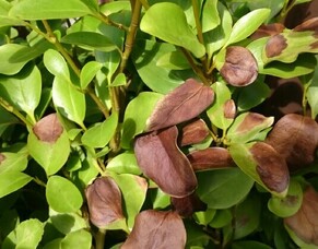 Common Garden Diseases in New Zealand