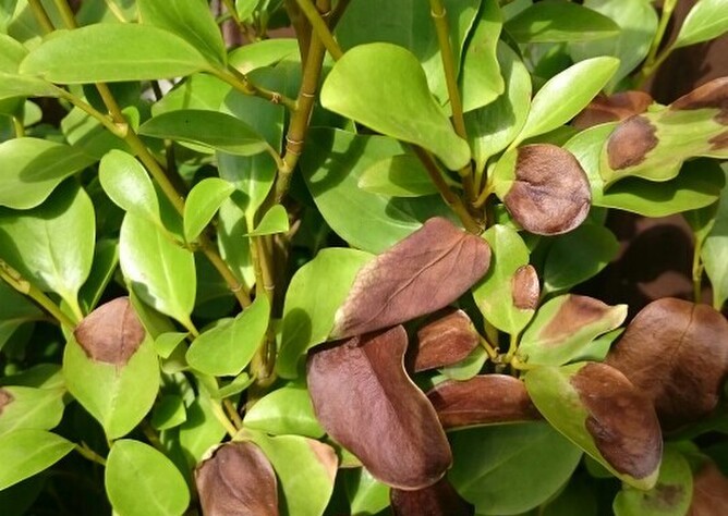 Griselinia root rot caused by Phytophthora