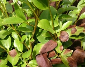 Common Garden Diseases in New Zealand