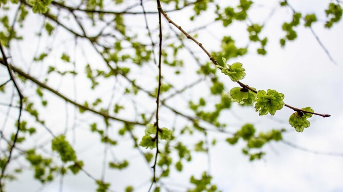 Leaf buds appearing slowly from the branch.