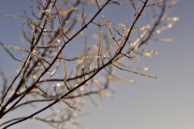 Tree with ice on the branches.